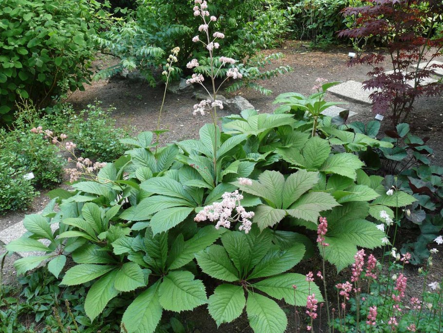 Роджерсия перистая Элеганс