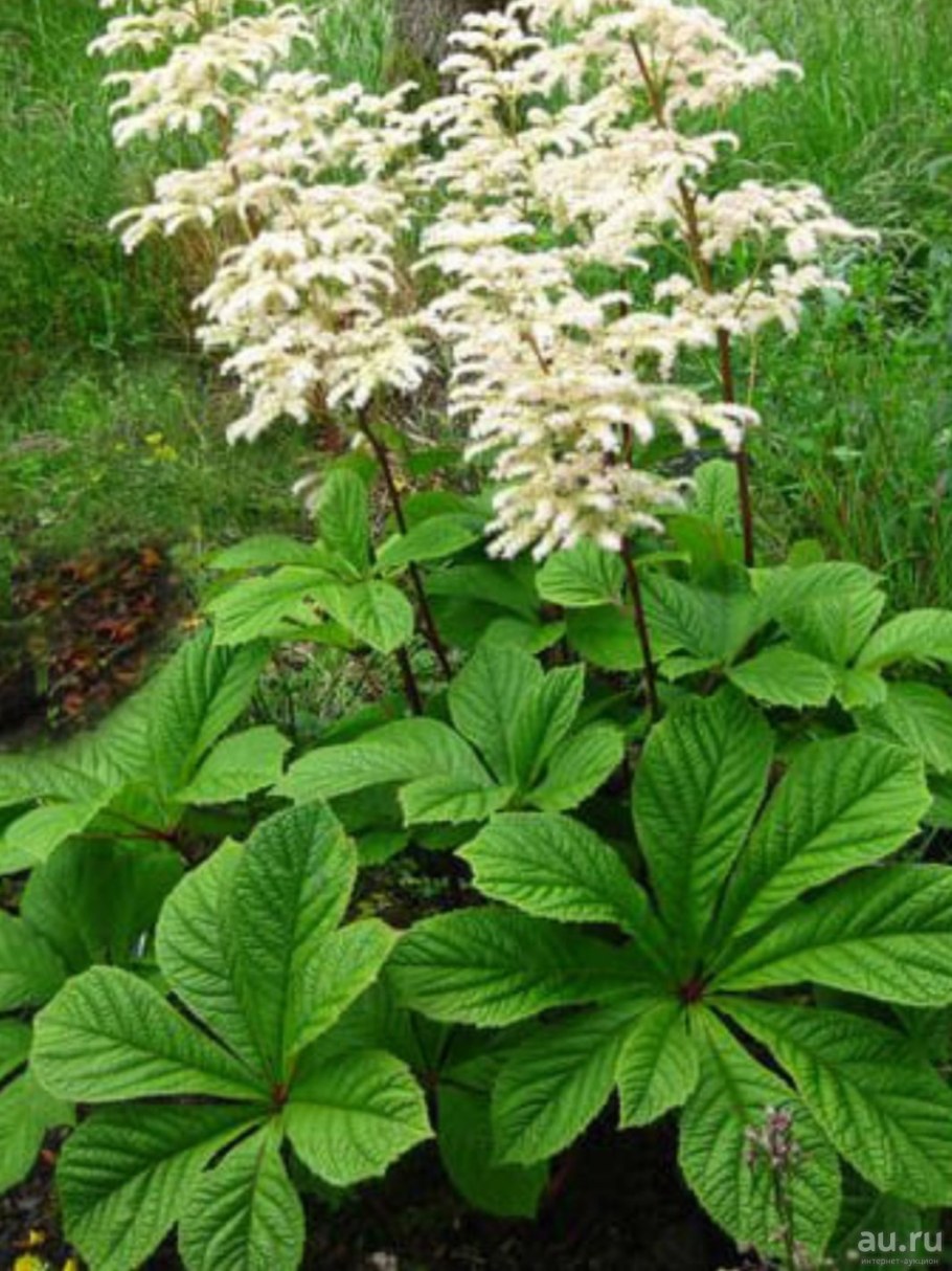 Роджерсия перистая