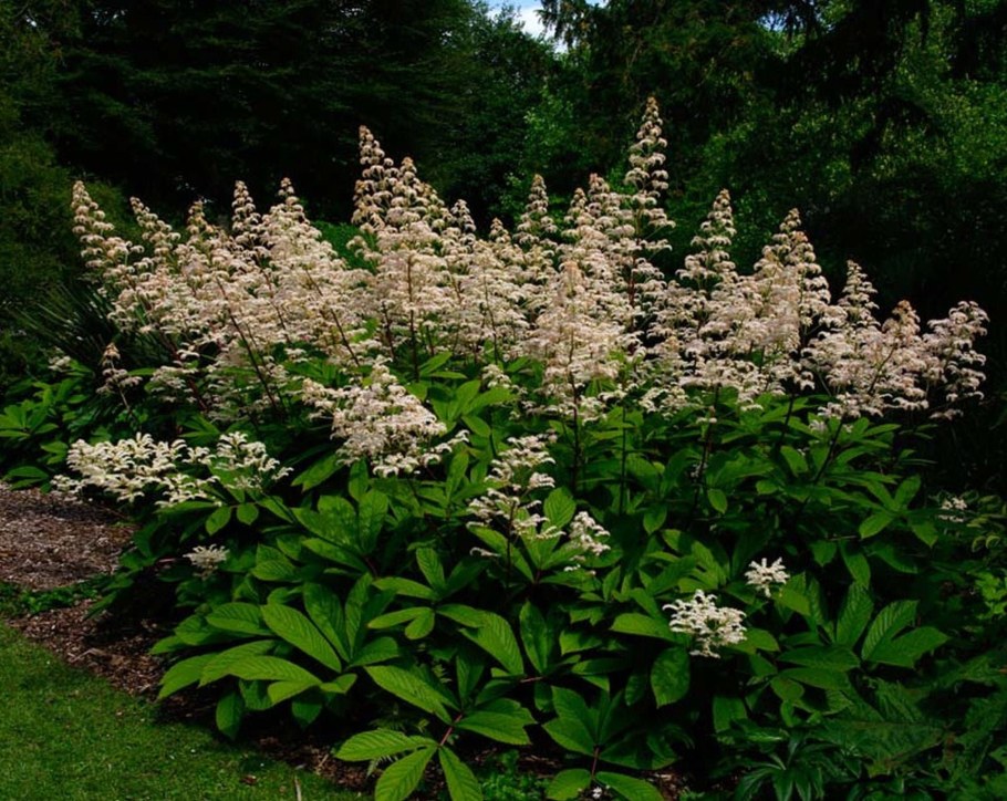 Роджерсия конскокаштанолистная (Rodgersia aesculifolia)