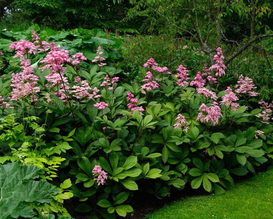 Роджерсия конскокаштанолистная (Rodgersia aesculifolia)