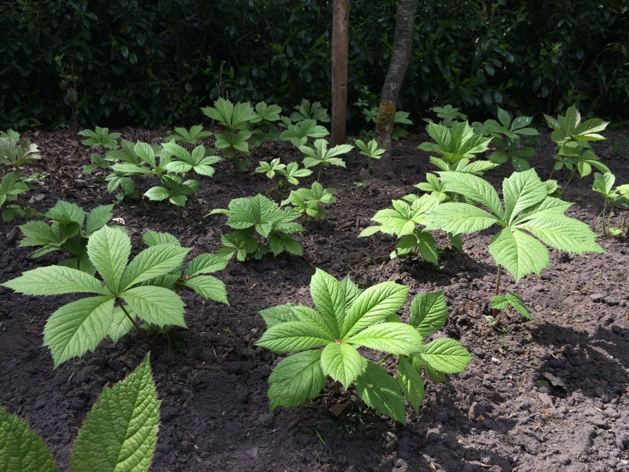 Роджерсия конскокаштановая