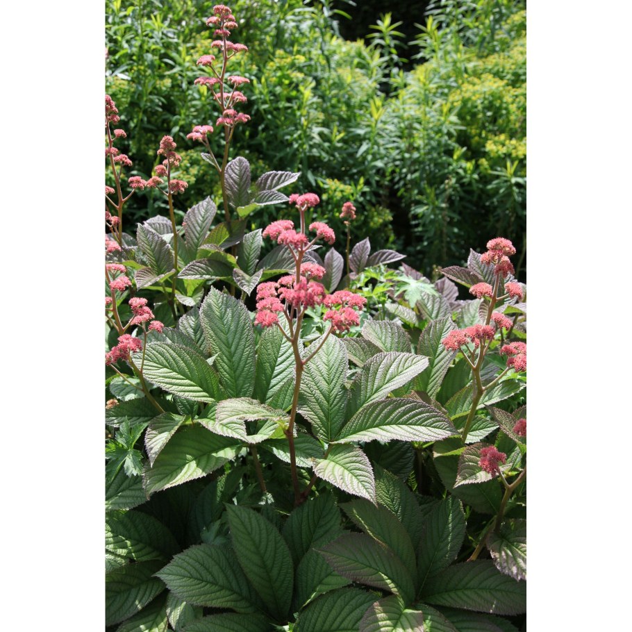 Роджерсия бузинолистная