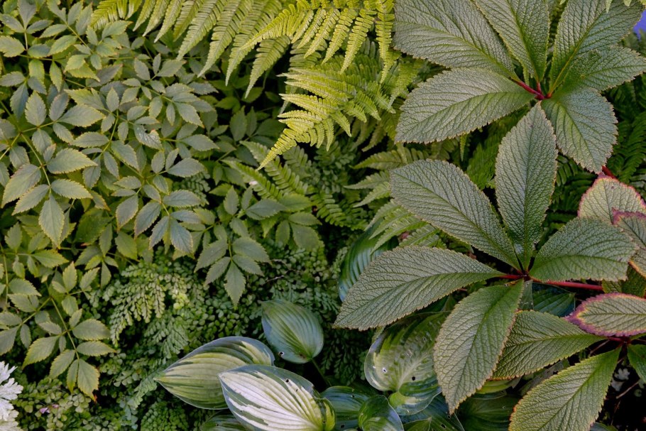 Роджерсия перистая ди Шон