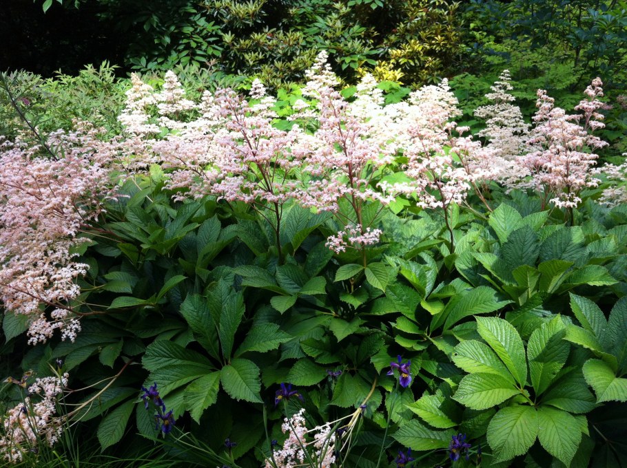 Роджерсия перистая