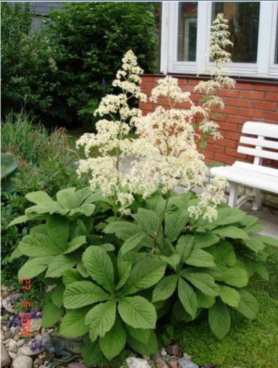 Роджерсия каштанолистная aesculifolia