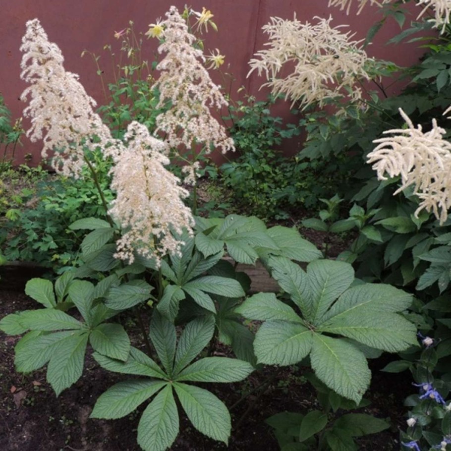 Роджерсия подофилловая