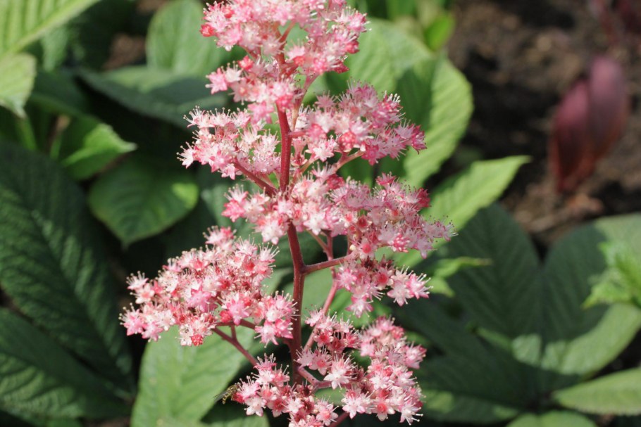 Роджерсия перистая