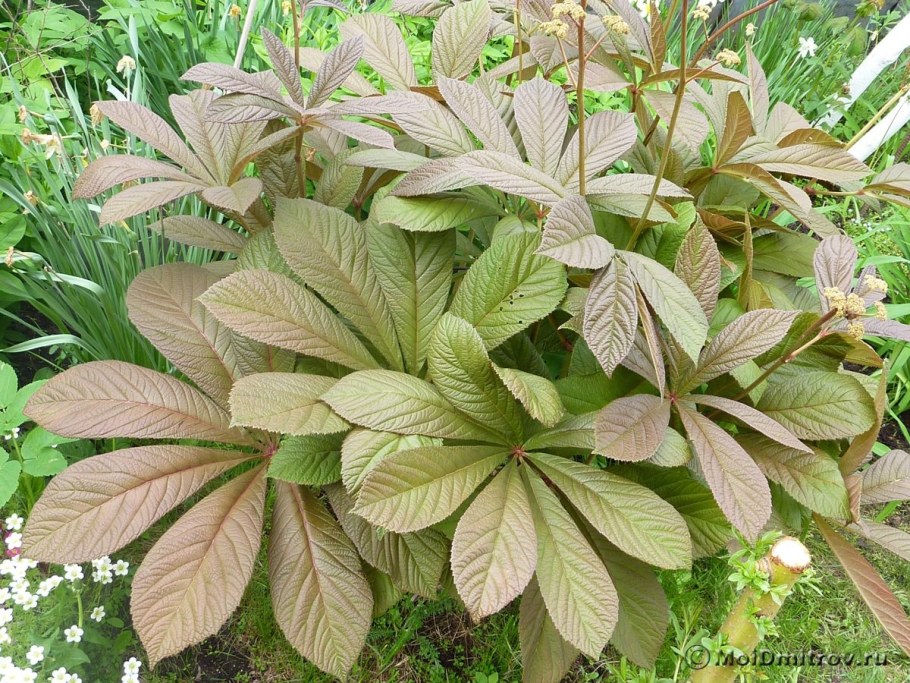 Роджерсия aesculifolia