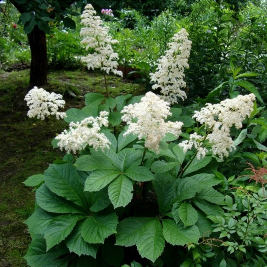 Роджерсия конскокаштанолистная (Rodgersia aesculifolia)