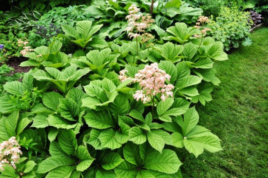 Роджерсия каштанолистная