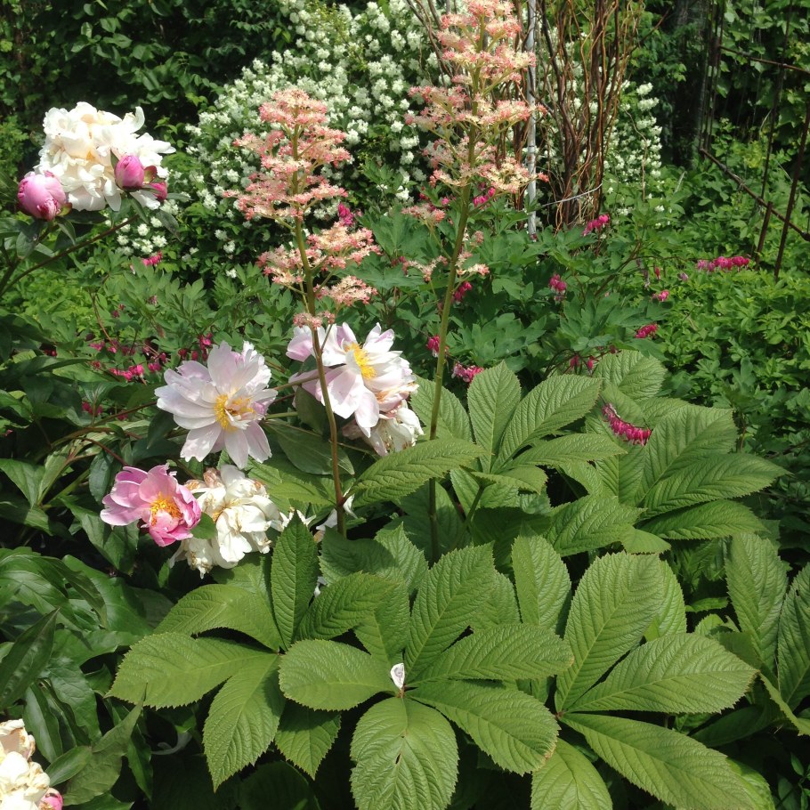 Роджерсия перистая