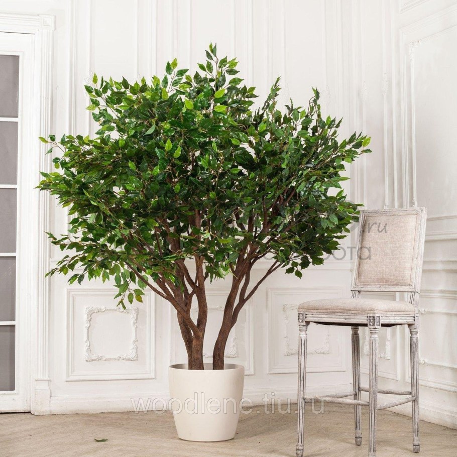 Фикус Бенджамина Эстетика