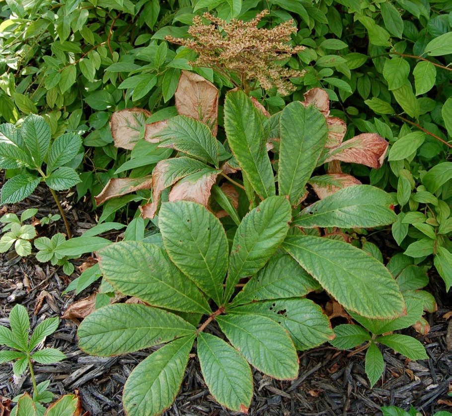 Роджерсия aesculifolia