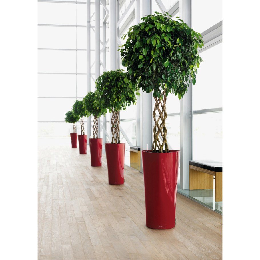 Фикус Бенджамина крупномер