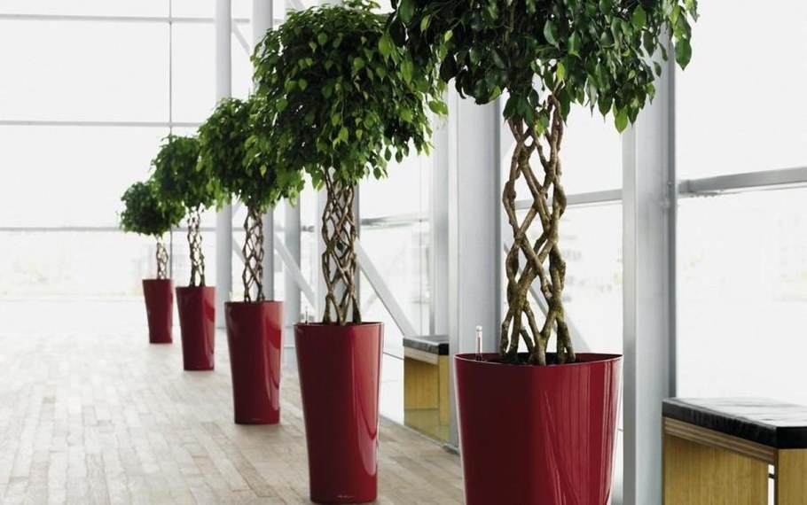 Фикус Бенджамина Lechuza