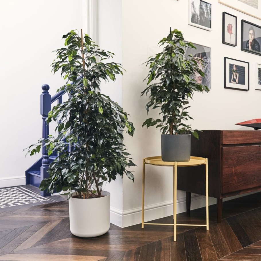 Фикус каучуконосный Шривериана