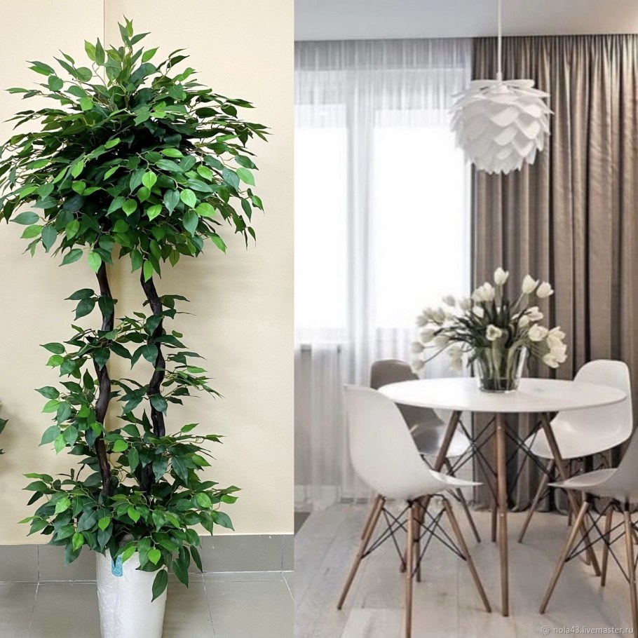 Фикус Бенджамина в Лечуза