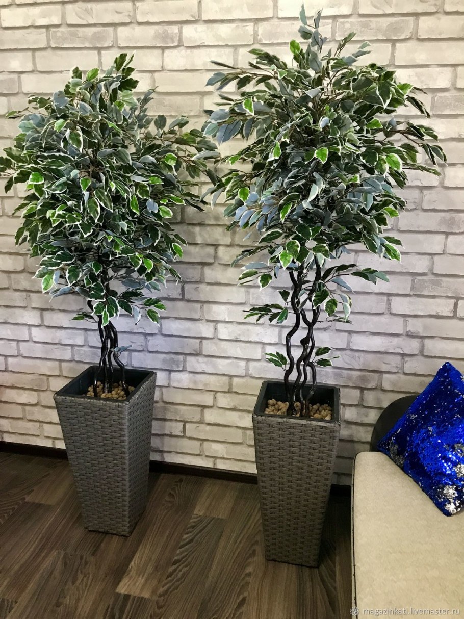 Фикус Бенджамина дерево
