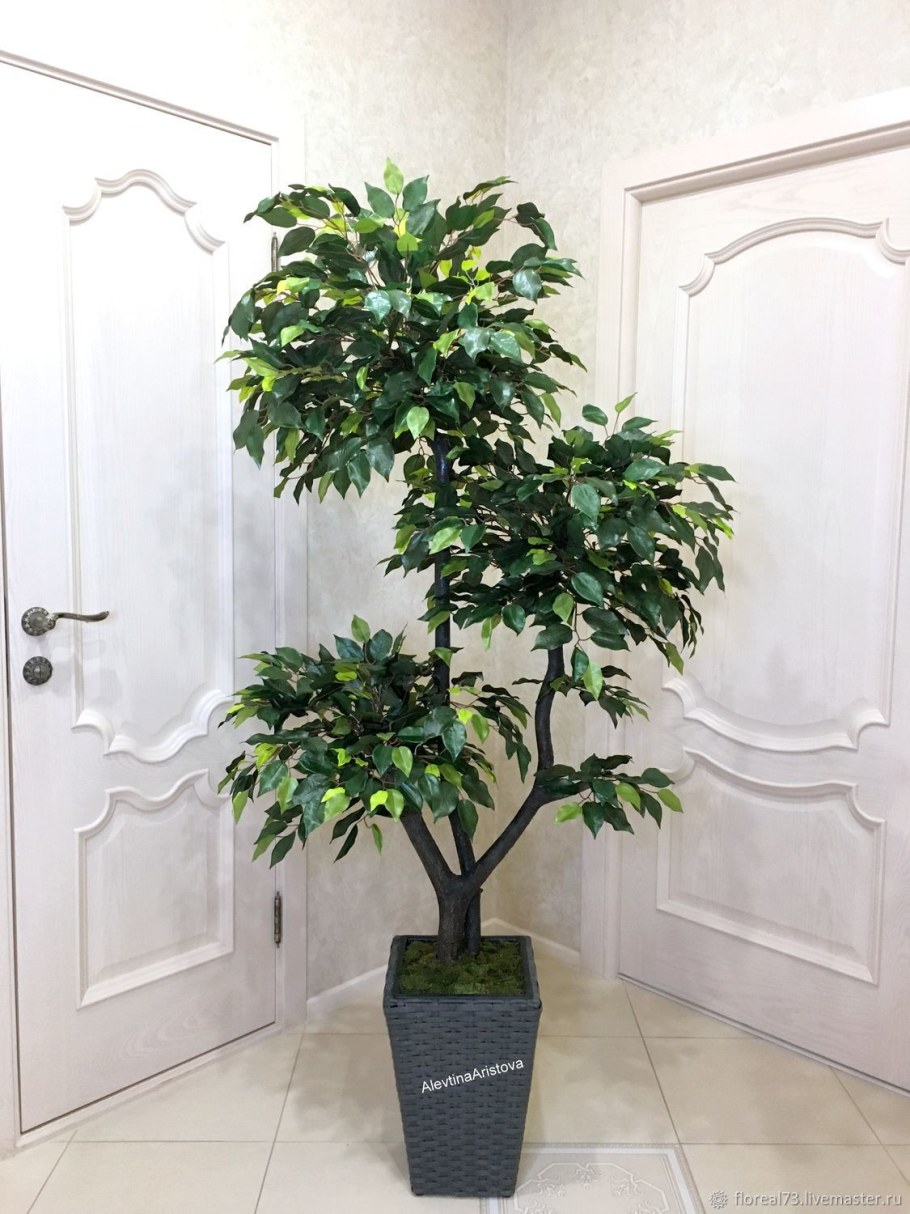Фикус Бенджамина экзотика