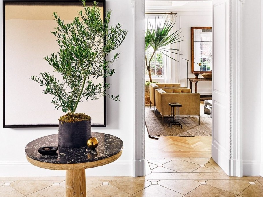 Одиночные растения в интерьере