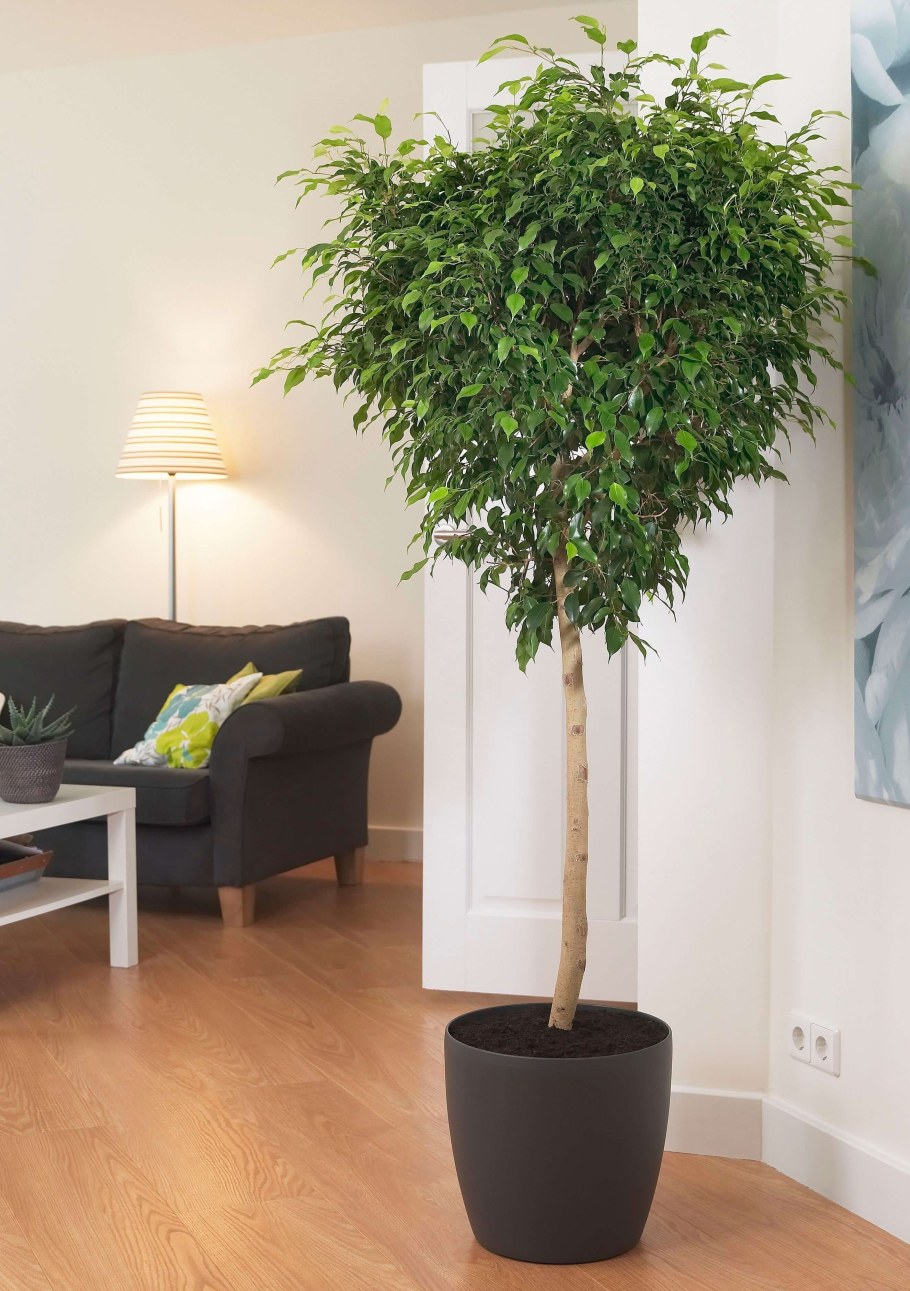 Фикус Бенджамина кустовой