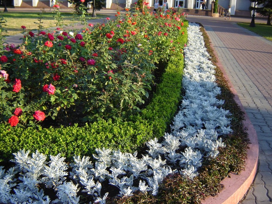 Сальвия и цинерария