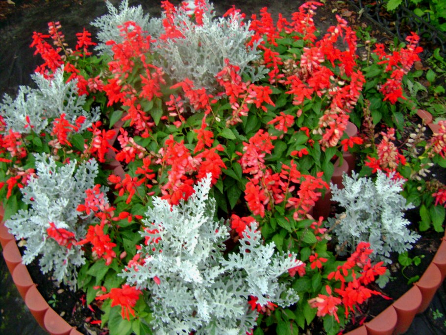 Сальвия бархатцы цинерария