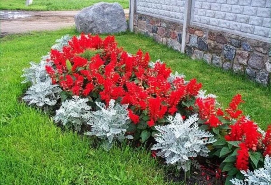 Цинерария серебристая однолетник