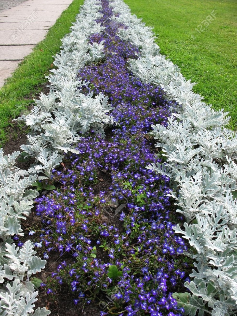 Цинерария петуния алиссум