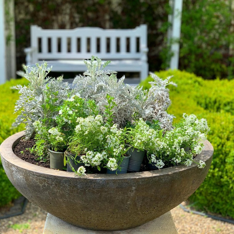 Цинерария и бархатцы