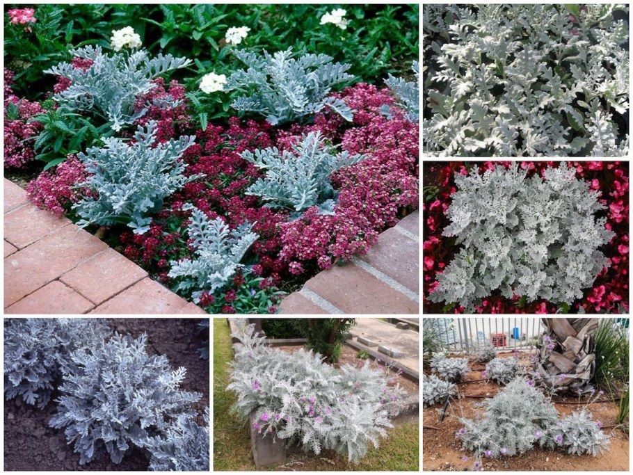 Цинерария Приморская + колеус