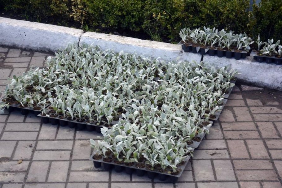 Цинерария Приморская + колеус