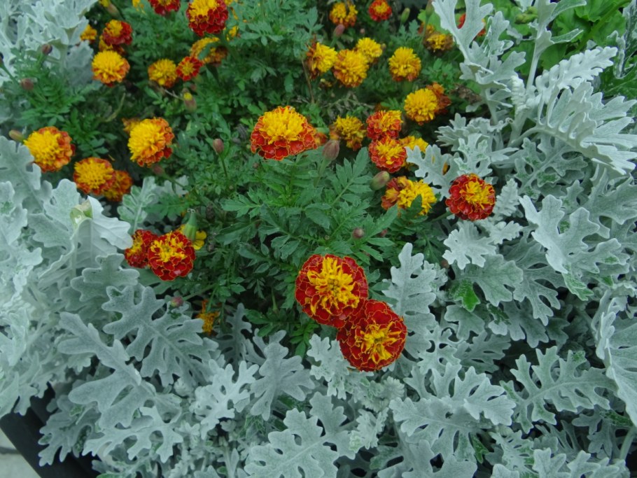 Сальвия бархатцы цинерария