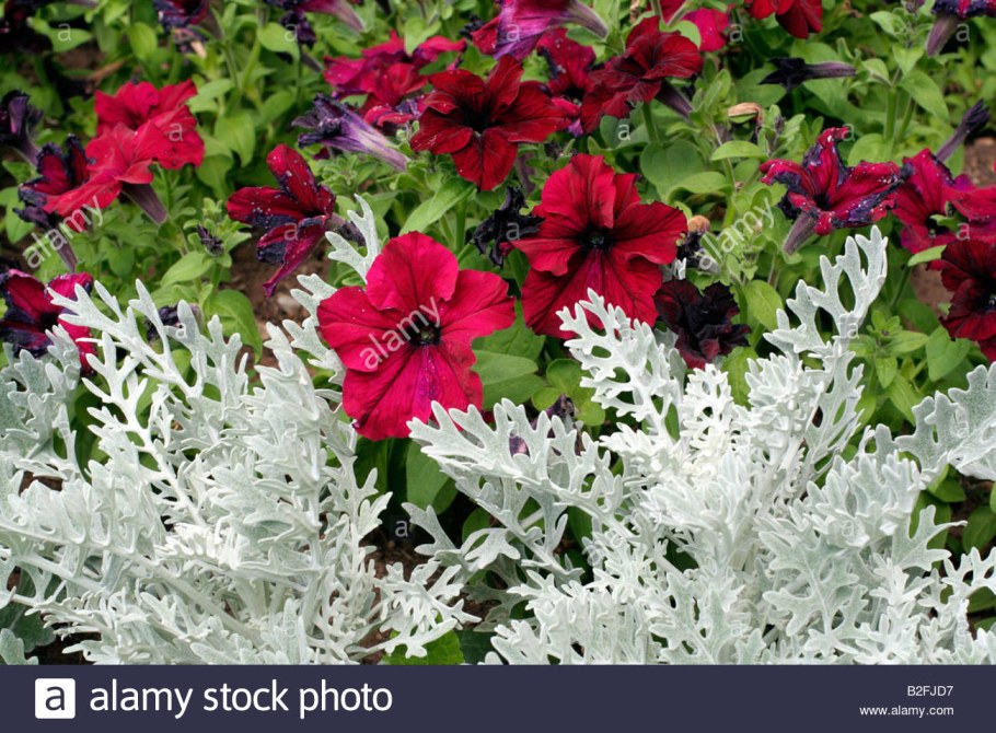 Цинерария и бархатцы