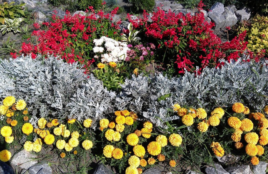 Цинерария и бархатцы