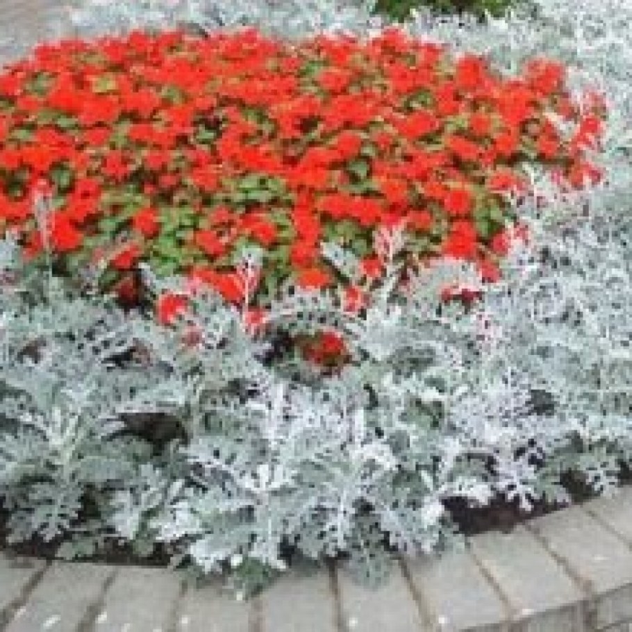 Бархатцы Сальвия цинерария алиссум