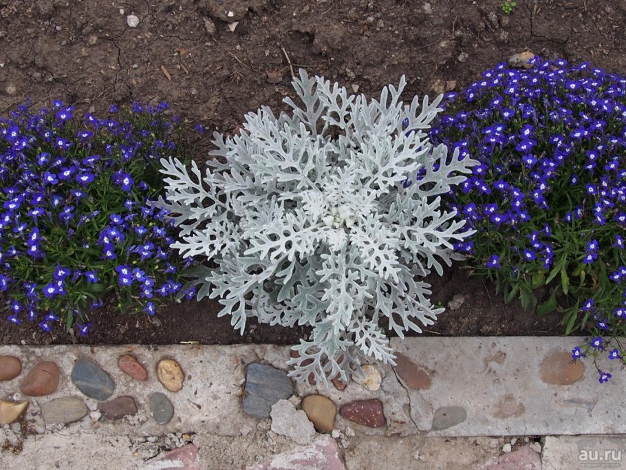 Цинерария колеус и лобелия