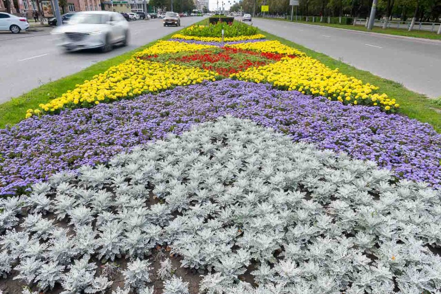 Цинерария серебристая однолетник