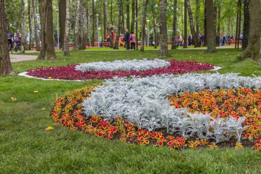 Сальвия и цинерария