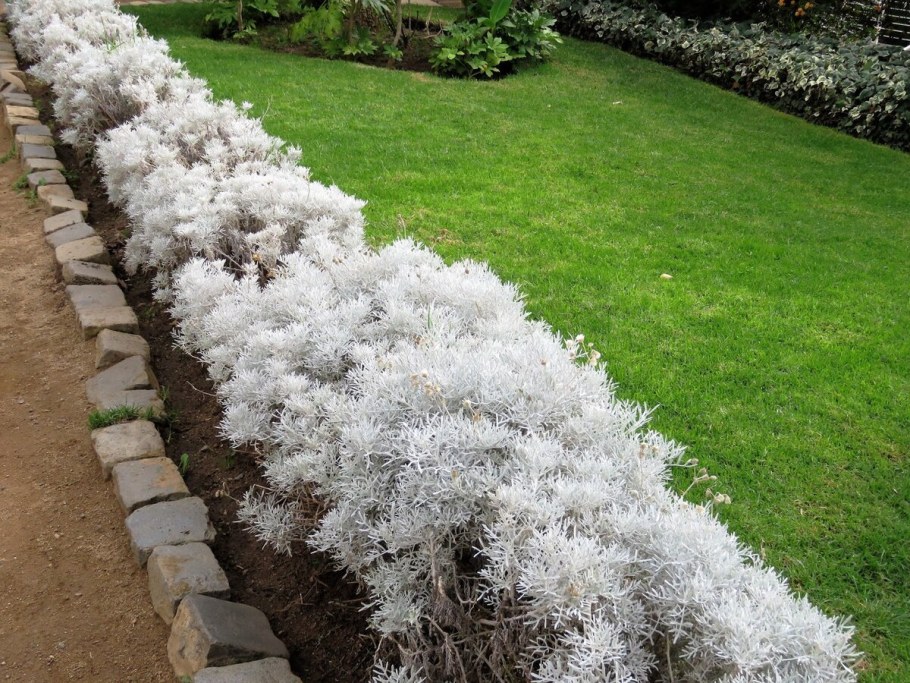 Сантолина кипарисовидная (сизая)