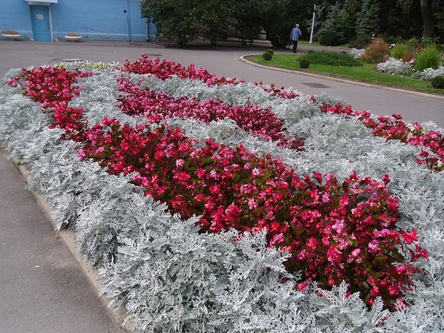 Цинерария Приморская + колеус