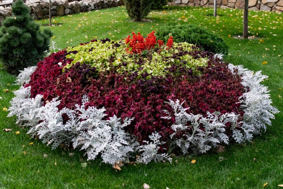 Цинерария на клумбе