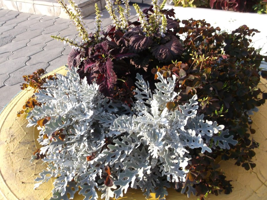 Цинерария бархатцы колеус