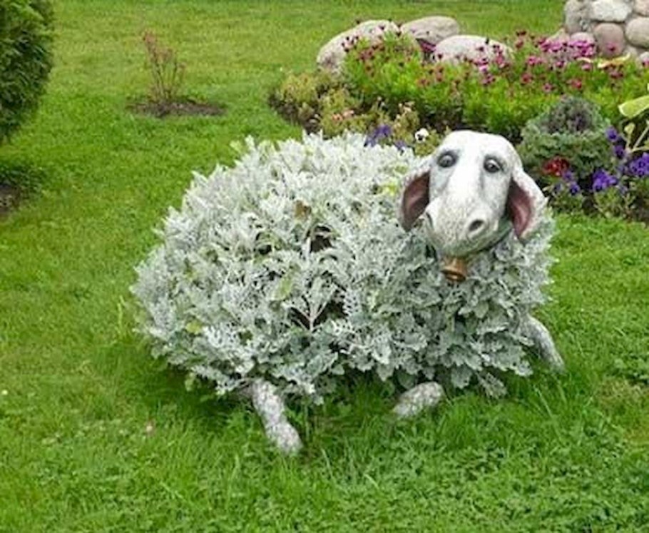 Цинерария Андромеда