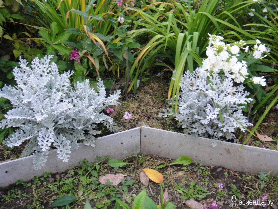 Цинерария Приморская + колеус