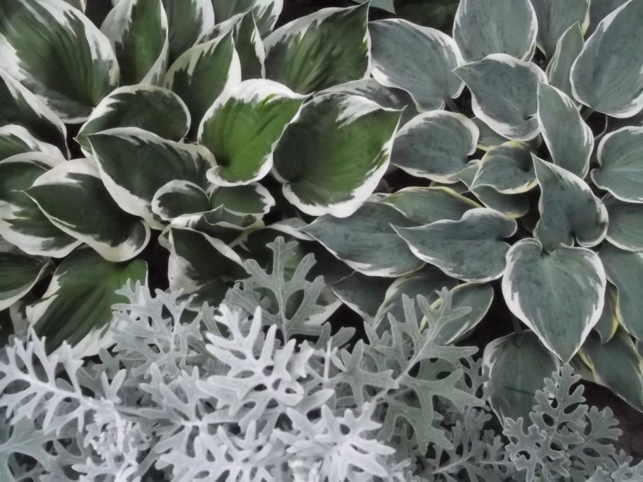 Цинерария бархатцы колеус