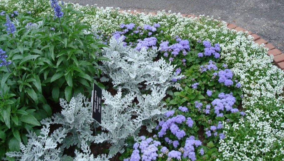 Цинерария петуния алиссум