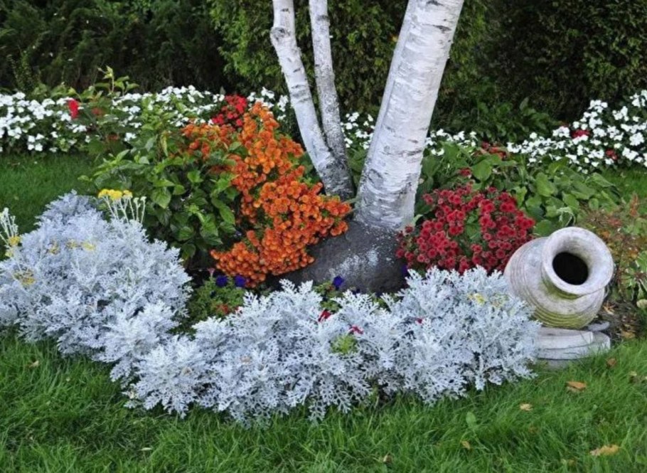 Цинерария Приморская серебристая