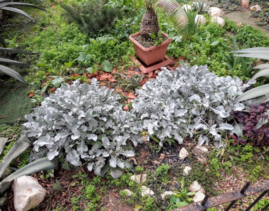 Цинерария Андромеда