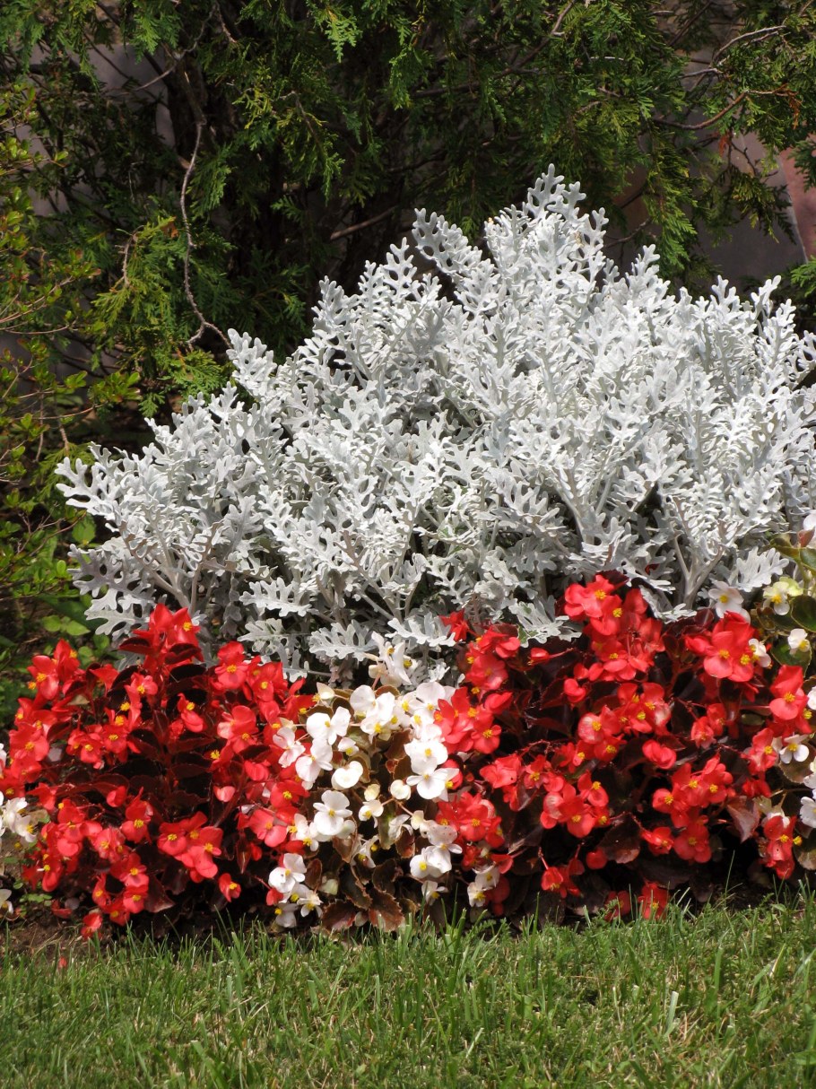 Цинерария серебристая и колеус